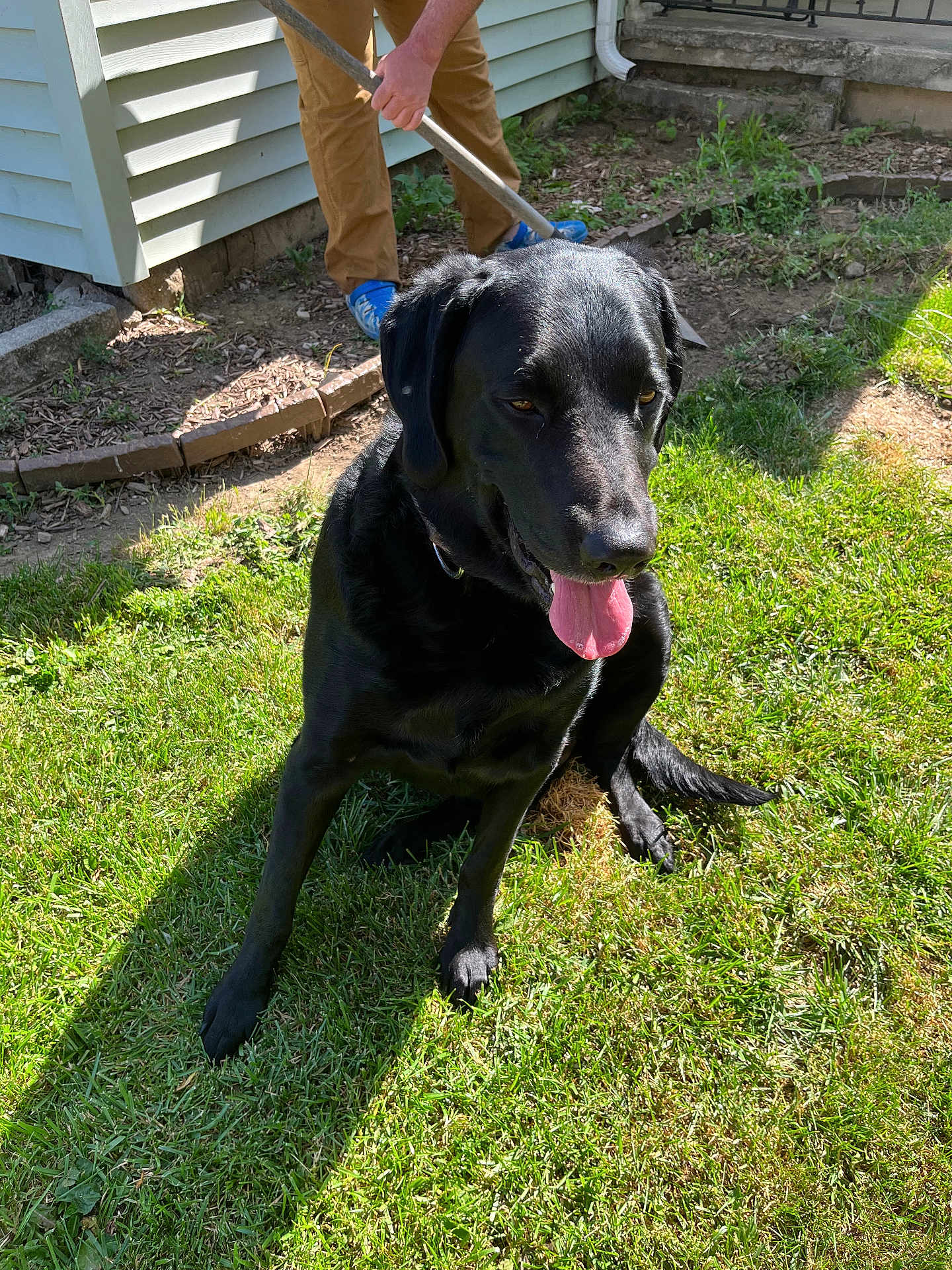 Buddy