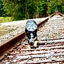 dog, railroad_track, outdoor, nature, animal, walking, trees, grass, wood, rocks, path, canine, fur, trail, travel, forest, pets, summer, daylight, adventure