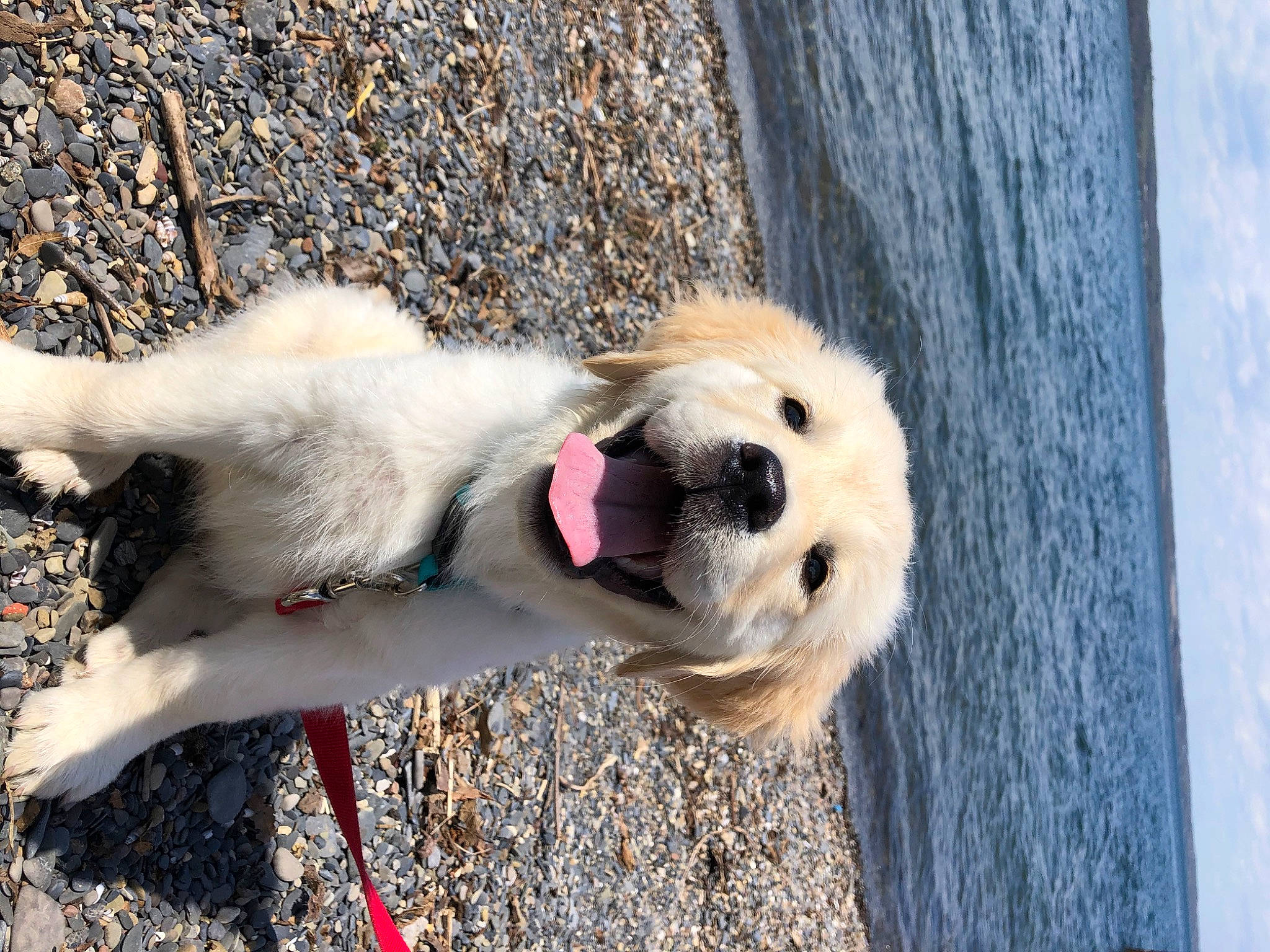 Nittany joined the competition — help win amazing prizes! canidae, carnivore, dog, dog_breed, fawn, great_pyrenees, livestock_guardian_dog, mammal, maremma_sheepdog, retriever, snout, sporting_group, vertebrate