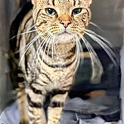 Ranger Olaf is registered to the contest to win money with this photo: cat, tabby, whiskers, green_eyes, close_up, standing, feline, pet, animal, striped, curious, indoor, floor, domestic_cat, portrait, mammal, fur, looking, cute, alert