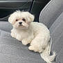 dog, white_dog, fluffy, car_seat, pet, animal, cute, small_dog, indoor, gray_seat, tail, fur, looking, sitting, companion, adorable, domestic_animal, vehicle_interior, cozy, portrait