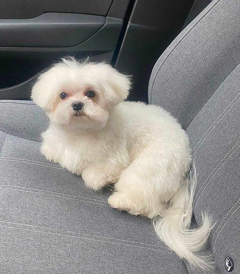 Van Gogh a rejoint le concours — aidez-le/la à gagner de superbes lots ! dog, white_dog, fluffy, car_seat, pet, animal, cute, small_dog, indoor, gray_seat, tail, fur, looking, sitting, companion, adorable, domestic_animal, vehicle_interior, cozy, portrait