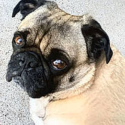 Murdock is registered to the contest to win money with this photo: animal, background, brown_eyes, canine, close_up, companion, cute, dog, domestic_animal, face, fur, indoor, looking_sideways, mammal, pet, portrait, pug, short_hair, small_dog, wrinkles