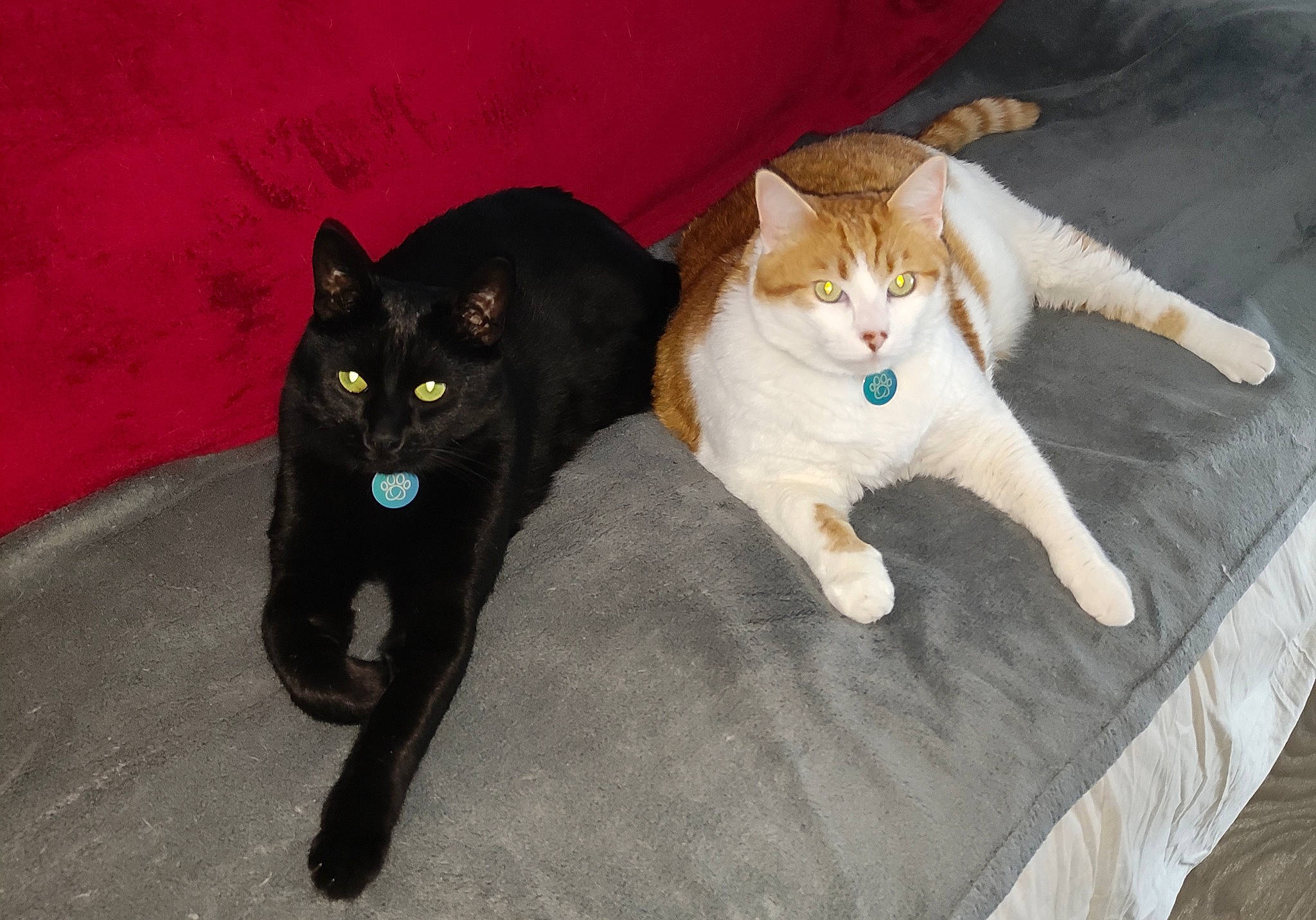 Papyrus participe au concours pour gagner de l'argent avec cette photo : black_cat, bombay, carnivore, cat, cat_furniture, claw, comfort, domestic_short_haired_cat, felidae, flooring, fur, hardwood, paw, small_to_medium_sized_cats, snout, tail, whiskers, wood