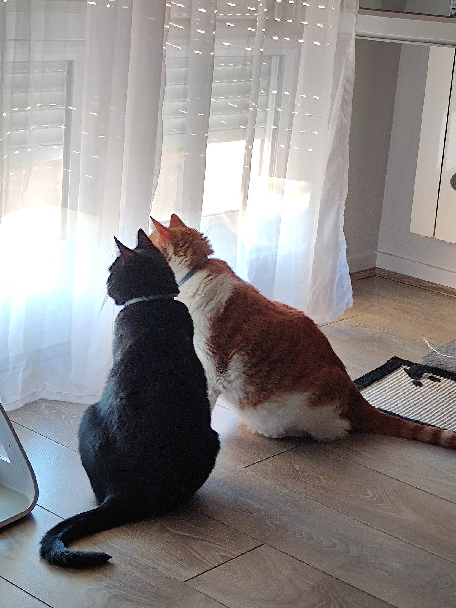 Papyrus participe au concours pour gagner de l'argent avec cette photo : carnivore, cat, comfort, curtain, felidae, flooring, fur, grey, hardwood, interior_design, shade, small_to_medium_sized_cats, tail, tints_and_shades, whiskers, window, window_blind, window_covering, window_treatment, wood