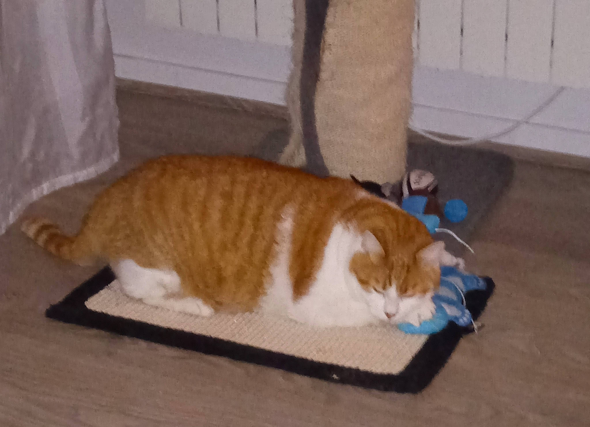 Papyrus a rejoint le concours — aidez-le/la à gagner de superbes lots ! carnivore, cat, comfort, domestic_short_haired_cat, fawn, felidae, flooring, fur, hardwood, paw, plant, small_to_medium_sized_cats, snout, tail, terrestrial_animal, whiskers, window, wood, wood_flooring, wood_stain