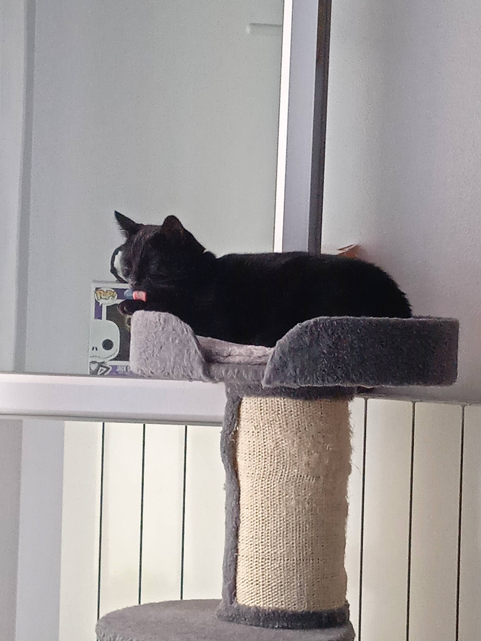 Bastet participe au concours pour gagner de l'argent avec cette photo : black_cat, carnivore, cat, cat_supply, comfort, domestic_short_haired_cat, felidae, floor, flooring, grey, hardwood, line, pet_supply, rectangle, room, small_to_medium_sized_cats, tail, whiskers, window, wood