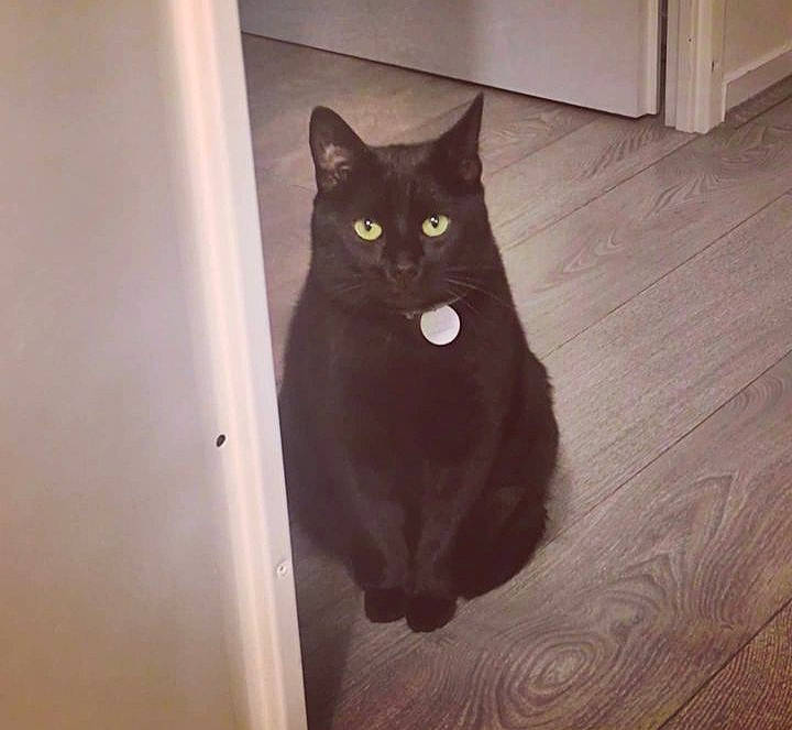 Bastet participe au concours pour gagner de l'argent avec cette photo : black_cat, carnivore, cat, domestic_short_haired_cat, door, felidae, floor, flooring, fur, grey, hardwood, room, small_to_medium_sized_cats, snout, tail, varnish, whiskers, wood, wood_flooring, wood_stain