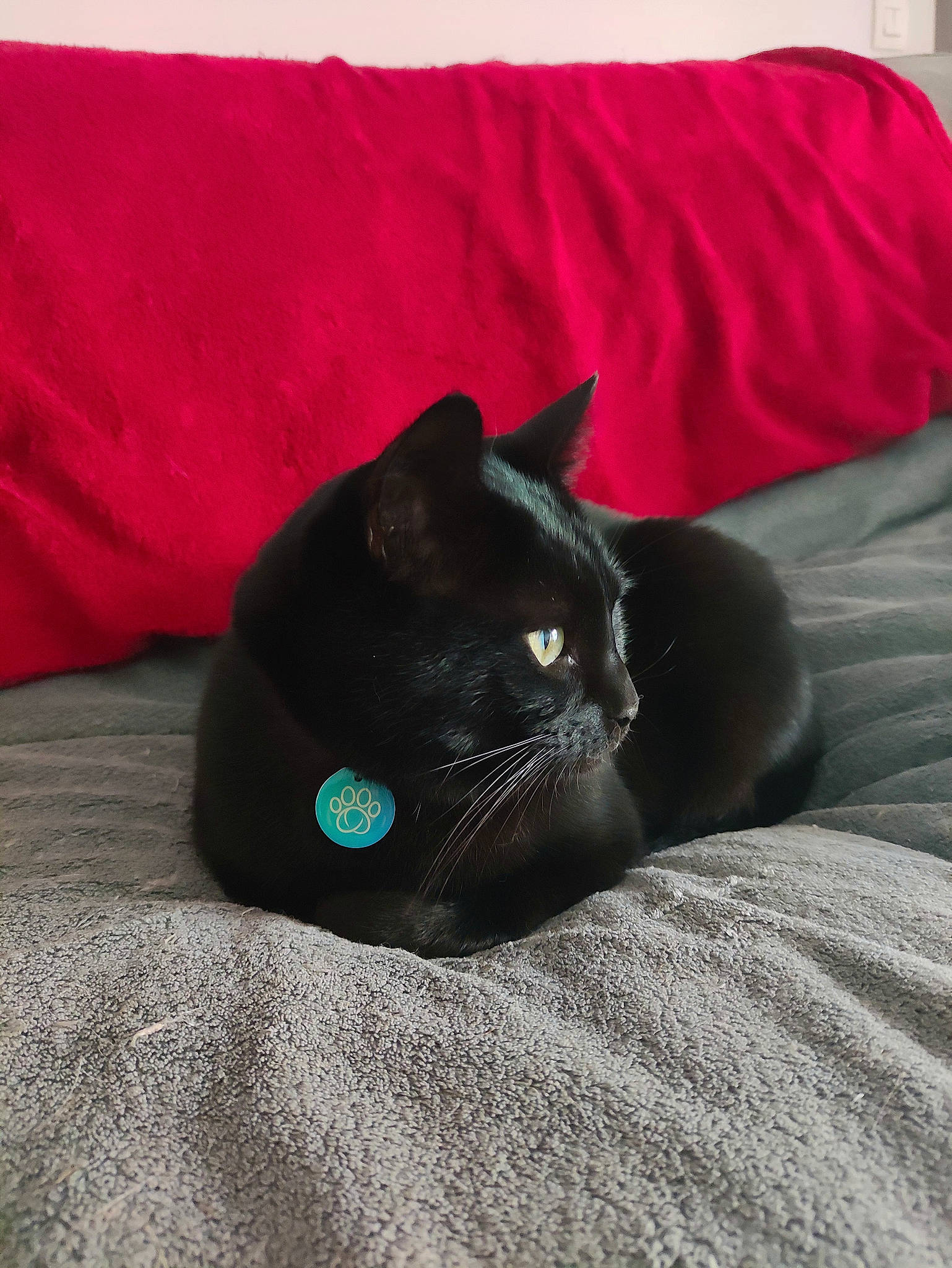 Bastet participe au concours pour gagner de l'argent avec cette photo : black_cat, bombay, carnivore, cat, cat_supply, comfort, domestic_short_haired_cat, electric_blue, felidae, fur, grey, linens, nap, room, small_to_medium_sized_cats, snout, tail, terrestrial_animal, whiskers