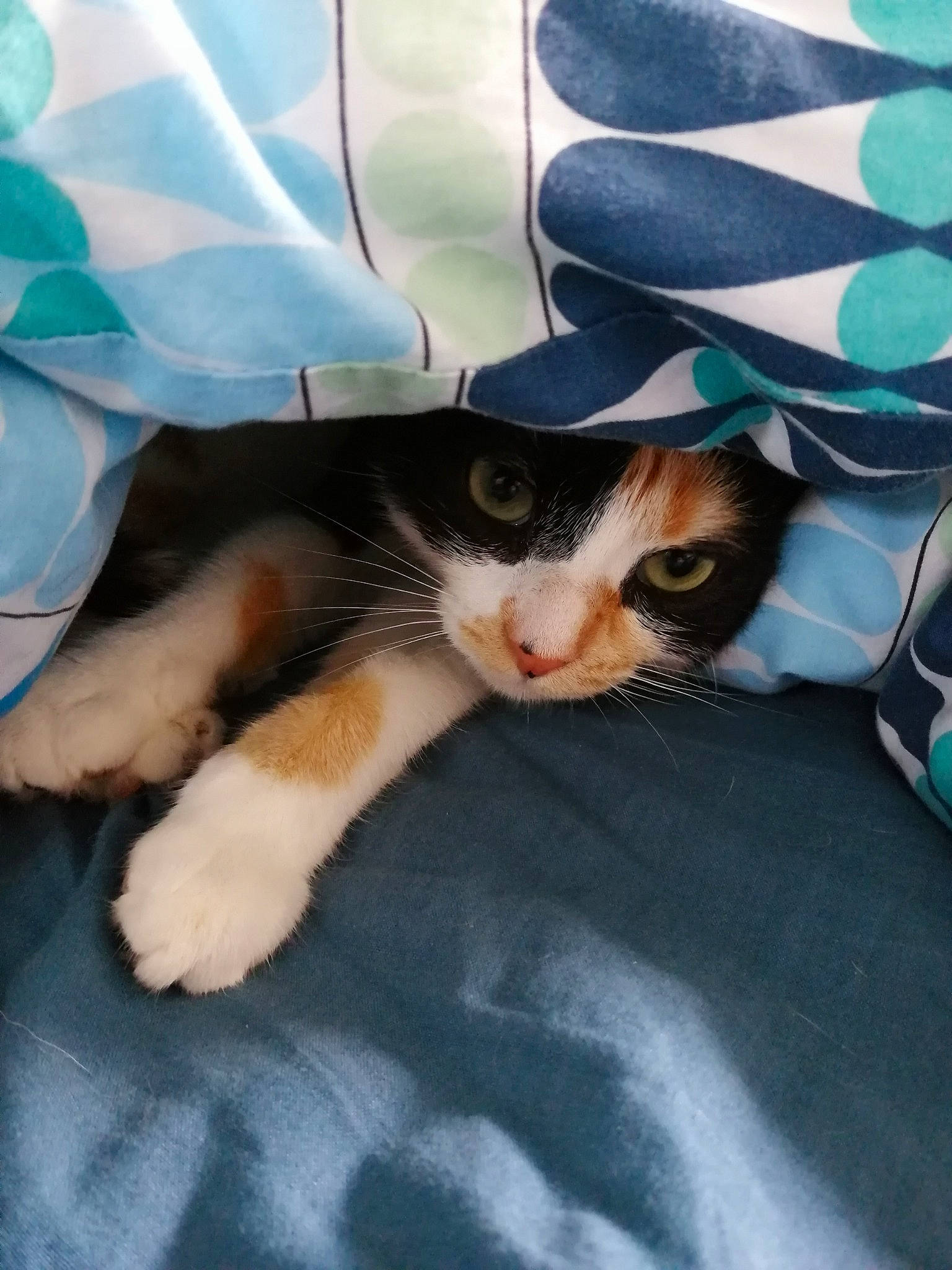 Flanby a rejoint le concours — aidez-le/la à gagner de superbes lots ! aegean_cat, american_wirehair, carnivore, cat, domestic_short_haired_cat, european_shorthair, eye, fawn, felidae, fur, kitten, small_to_medium_sized_cats, snout, whiskers