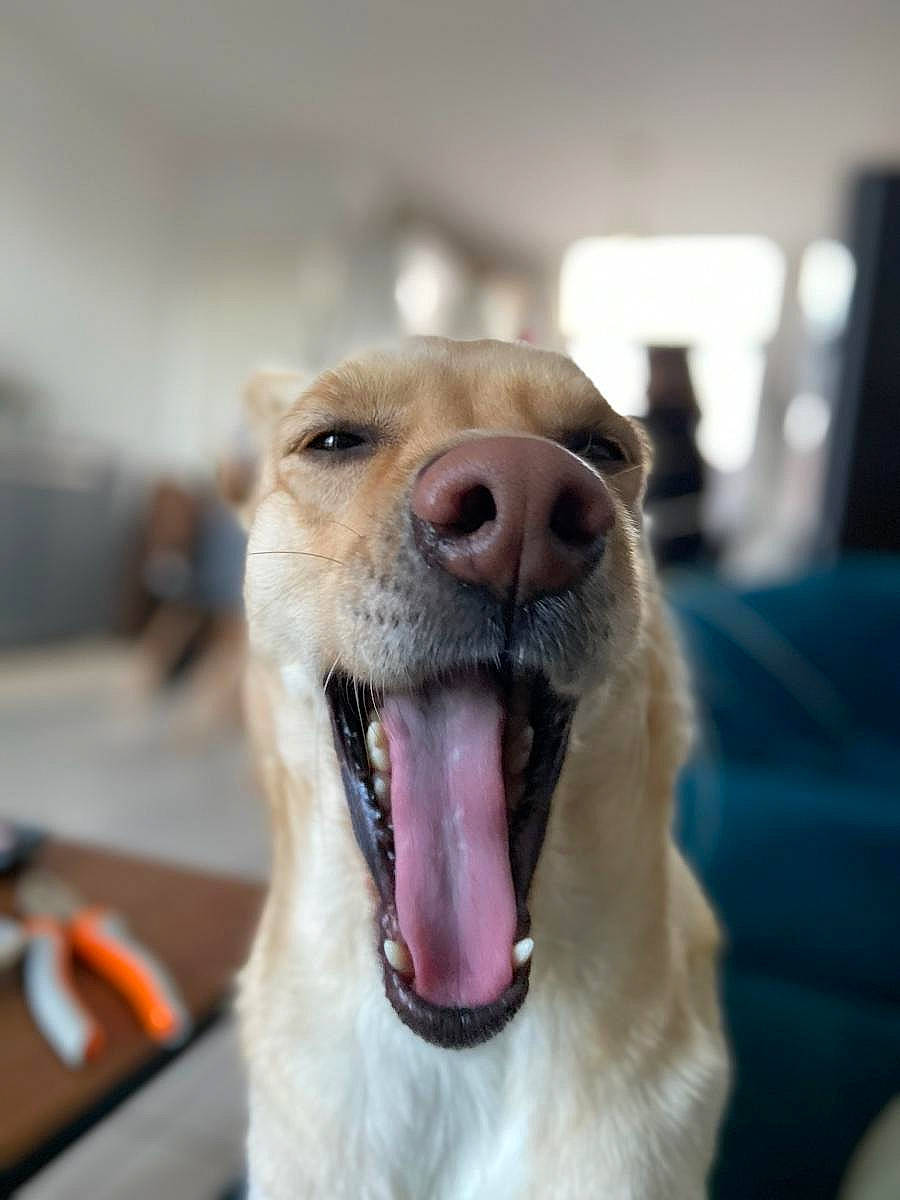 Maya participe au concours pour gagner de l'argent avec cette photo : canidae, carnivore, dog, dog_breed, facial_expression, fawn, jaw, labrador_retriever, mammal, mouth, nose, organ, rare_breed_dog, smile, snout, sporting_group, tongue, tooth, whiskers, yawn