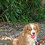 Appy participe au concours pour gagner de l'argent avec cette photo : animal, canine, collar, cute, dirt, dog, fur, grass, greenery, happy, leash, leaves, nature, outdoor, pet, plants, puppy, sitting, tongue_out, young