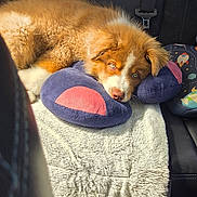 Appy a rejoint le concours — aidez-le/la à gagner de superbes lots ! animal, blanket, brown, car_seat, cozy, cute, dog, domestic_animal, fluffy, indoors, pet, plush_pillow, puppy, relaxing, resting, seatbelt, soft_texture, sunlight, white, young_dog