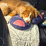 animal, blanket, brown, car_seat, cozy, cute, dog, domestic_animal, fluffy, indoors, pet, plush_pillow, puppy, relaxing, resting, seatbelt, soft_texture, sunlight, white, young_dog