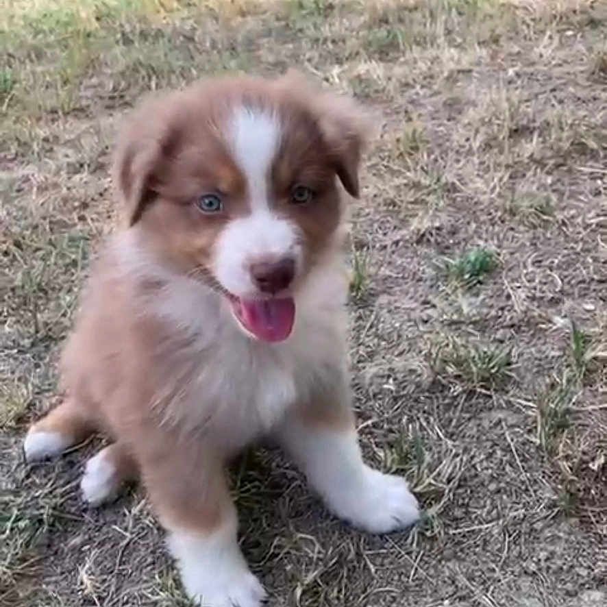 Appy participe au concours pour gagner de l'argent avec cette photo : adorable, animal, brown, canine, cute, dog, eyes, field, fur, grass, happy, nature, outdoor, pet, playful, puppy, sitting, tongue_out, white, young