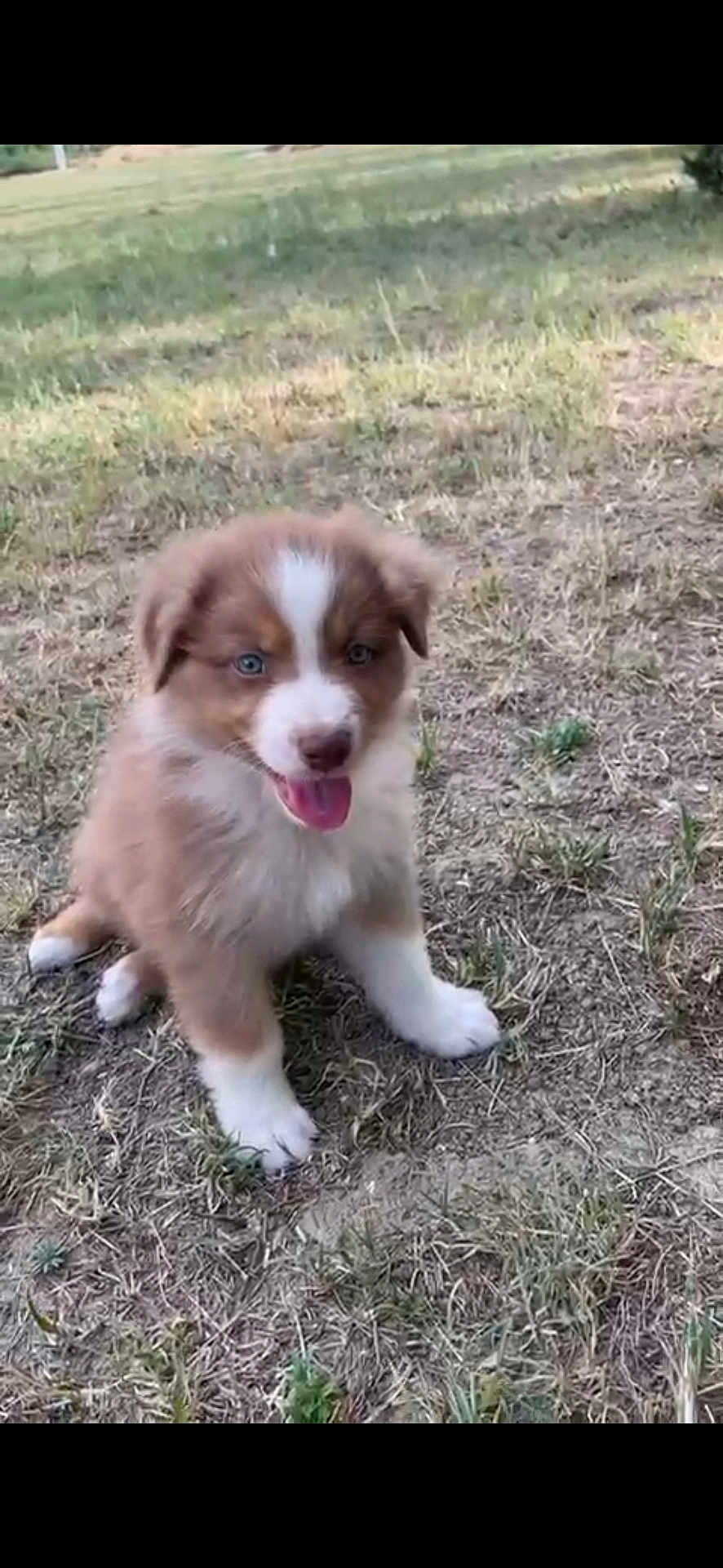 Appy participe au concours pour gagner de l'argent avec cette photo : adorable, animal, brown, canine, cute, dog, eyes, field, fur, grass, happy, nature, outdoor, pet, playful, puppy, sitting, tongue_out, white, young