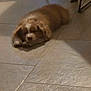 animal, brown, calm, cozy, cute, dog, floor, fur, home, indoors, pet, puppy, relaxed, resting, shadow, sleeping, sunlight, tile, white, young
