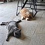 animal, brown_puppy, cat, chair, companion, cute, dog, domestic_animal, floor, furniture, gray_cat, indoor, napping, pet, puppy, quiet, relaxation, resting, sleeping, tile_floor
