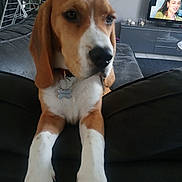 Valko a rejoint le concours — aidez-le/la à gagner de superbes lots ! animal, architecture, beagle, building, canine, computerhardware, couch, dog, electronics, face, furniture, hardware, head, hound, monitor, person, pet, puppy, screen, tv
