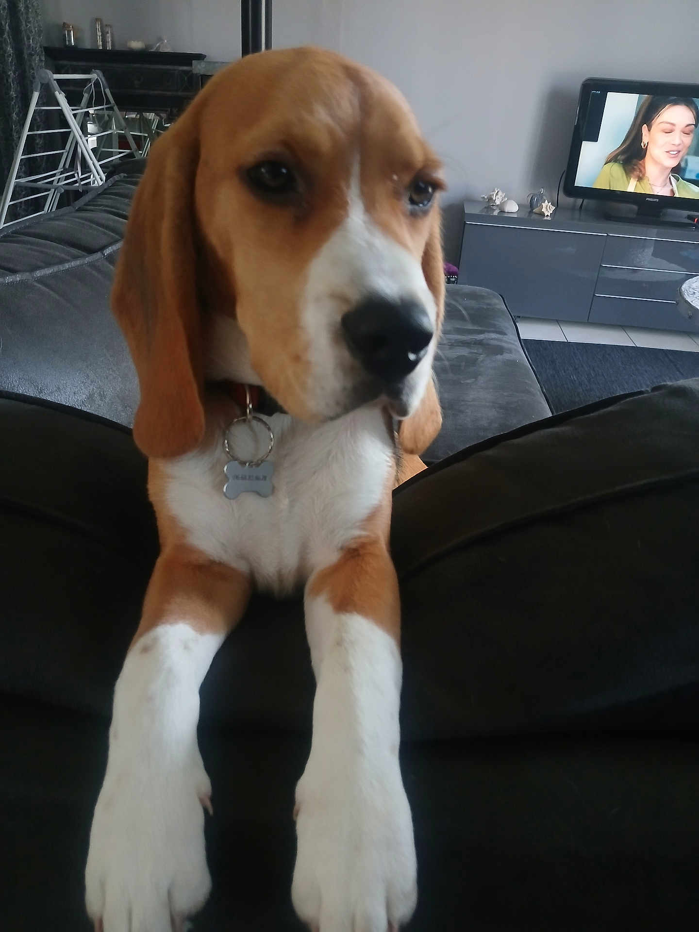 Valko a rejoint le concours — aidez-le/la à gagner de superbes lots ! animal, architecture, beagle, building, canine, computerhardware, couch, dog, electronics, face, furniture, hardware, head, hound, monitor, person, pet, puppy, screen, tv