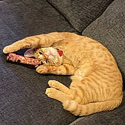 Zyzo joined the competition — help win amazing prizes! cat, orange_tabby, pet, feline, couch, gray_couch, indoor, relaxed, stretching, paw, toy, playful, curious, fur, whiskers, collar, cute, animal, domestic_cat, resting