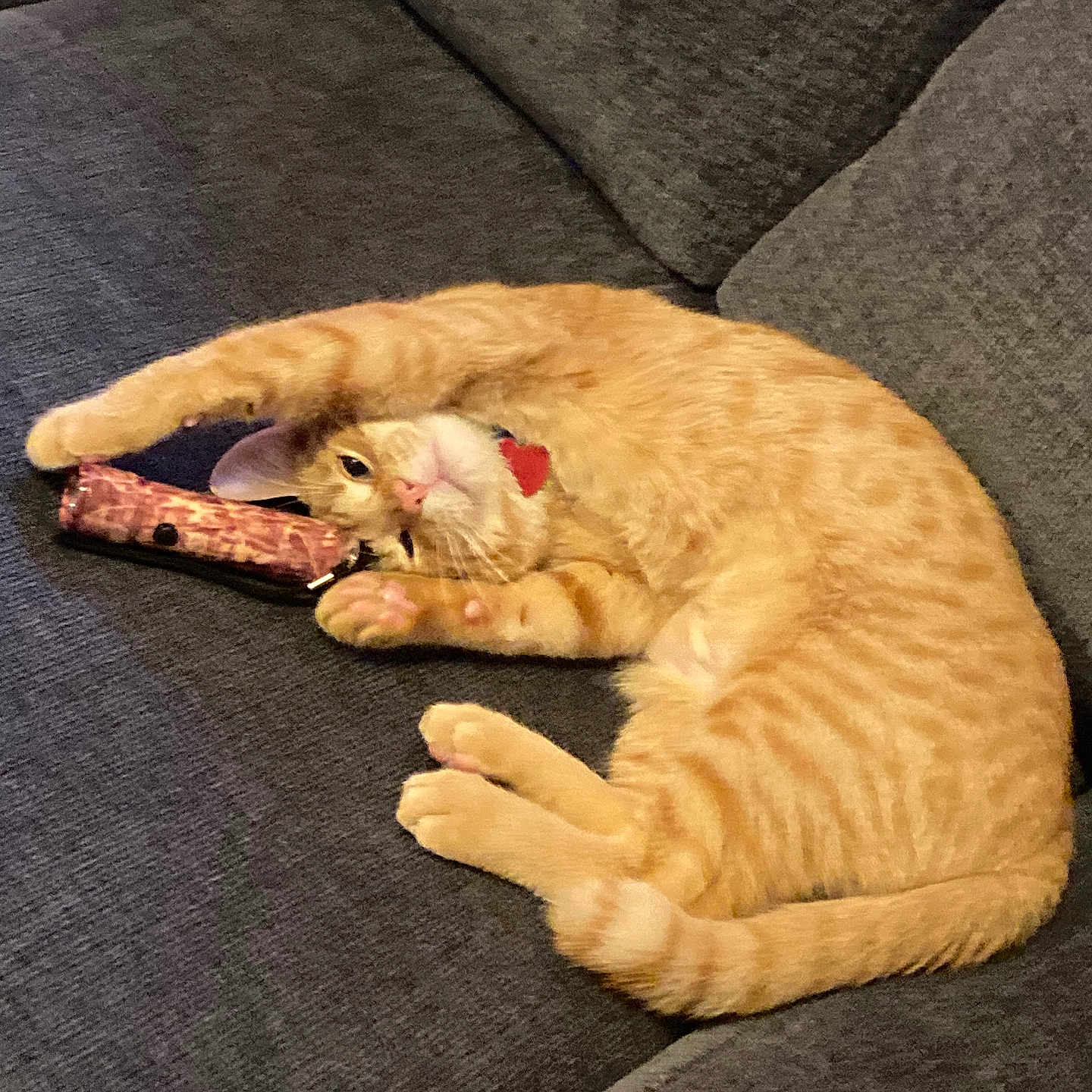 Zyzo joined the competition — help win amazing prizes! cat, orange_tabby, pet, feline, couch, gray_couch, indoor, relaxed, stretching, paw, toy, playful, curious, fur, whiskers, collar, cute, animal, domestic_cat, resting