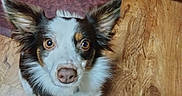 Tara joined the competition — help win amazing prizes! dog, indoor, wooden_floor, ears, brown_eyes, curious, pet, canine, flooring, cabinet, mat, fur, looking_up, animal, domestic_animal, companion, household, portrait, closeup, attention