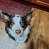 dog, indoor, wooden_floor, ears, brown_eyes, curious, pet, canine, flooring, cabinet, mat, fur, looking_up, animal, domestic_animal, companion, household, portrait, closeup, attention