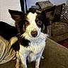 Tara is registered to the contest to win money with this photo: dog, pet, animal, ears, living_room, couch, fur, white, brown, black, indoor, cute, canine, sitting, eyes, nose, fur_pattern, domestic, companion, furniture