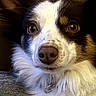 Tara joined the competition — help win amazing prizes! dog, pet, close_up, portrait, fluffy, brown_eyes, white_fur, black_fur, nose, animal, canine, indoor, cozy, fur_texture, collar, looking, cute, face, laying, resting