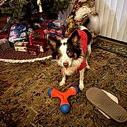 Tara is registered to the contest to win money with this photo: dog, pet, toy, red_hoodie, carpet, christmas_presents, wreath, santa_figurine, slipper, indoor, holiday_decor, animal, floor, curious, brown_white_dog, decorations, festive, gifts, home, cozy