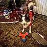 dog, pet, toy, red_hoodie, carpet, christmas_presents, wreath, santa_figurine, slipper, indoor, holiday_decor, animal, floor, curious, brown_white_dog, decorations, festive, gifts, home, cozy