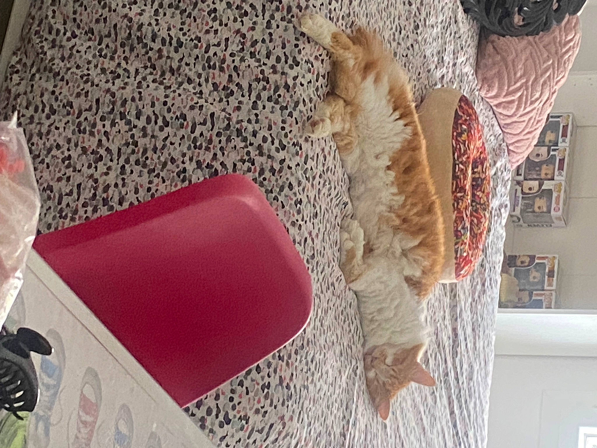 Chou a rejoint le concours — aidez-le/la à gagner de superbes lots ! art, carmine, carpet, comfort, feather, felidae, flooring, fur, human_leg, linens, pattern, phasianidae, room, small_to_medium_sized_cats, tail, textile, tree, visual_arts, wood, wool