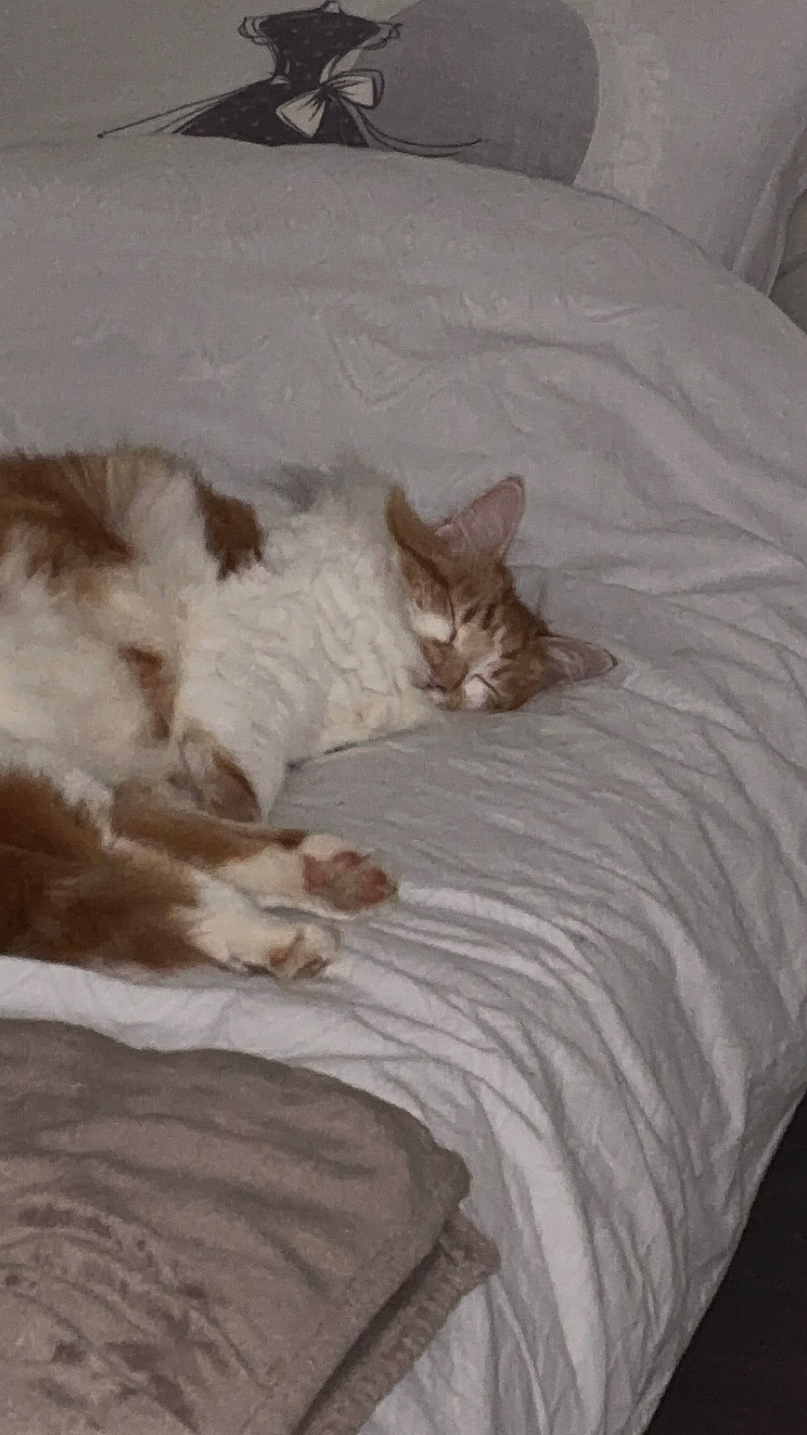 Chou a rejoint le concours — aidez-le/la à gagner de superbes lots ! bed, bed_sheet, bedding, brown, carnivore, cat, comfort, domestic_short_haired_cat, fawn, felidae, furniture, grey, hardwood, linens, room, small_to_medium_sized_cats, tail, textile, whiskers, wood