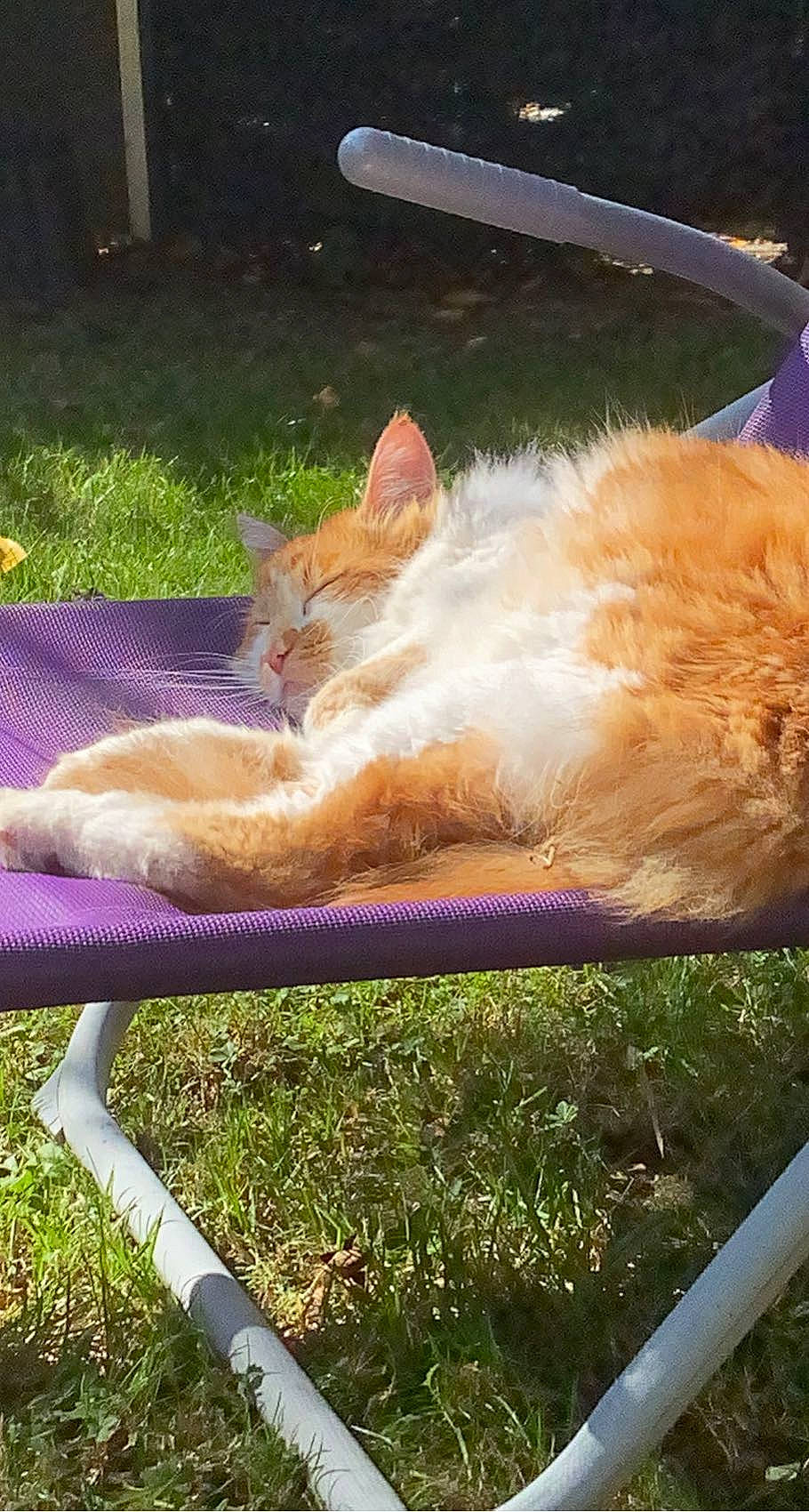 Chou a rejoint le concours — aidez-le/la à gagner de superbes lots ! carnivore, cat, chair, comfort, domestic_short_haired_cat, fawn, felidae, grass, lap, lawn, leisure, light, mammal, outdoor_furniture, plant, small_to_medium_sized_cats, snout, tail, vertebrate, whiskers