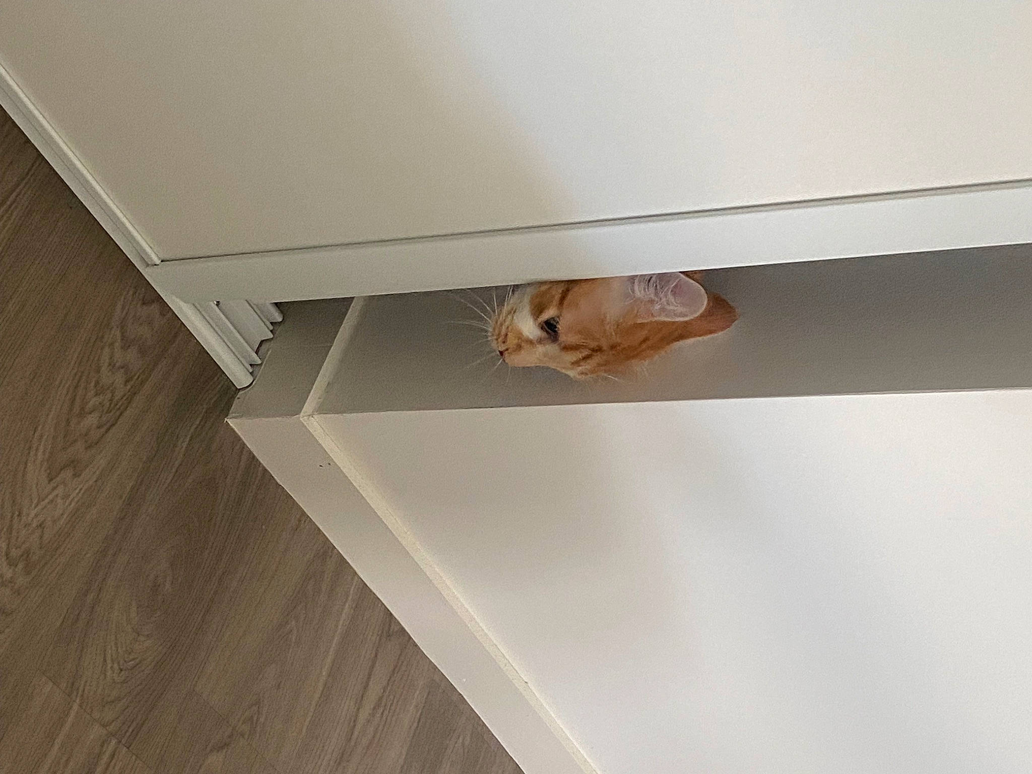 Chou participe au concours pour gagner de l'argent avec cette photo : beige, brown, carnivore, cat, ceiling, felidae, floor, flooring, hardwood, molding, plywood, rectangle, room, shelf, shelving, small_to_medium_sized_cats, stairs, wall, wood, wood_stain