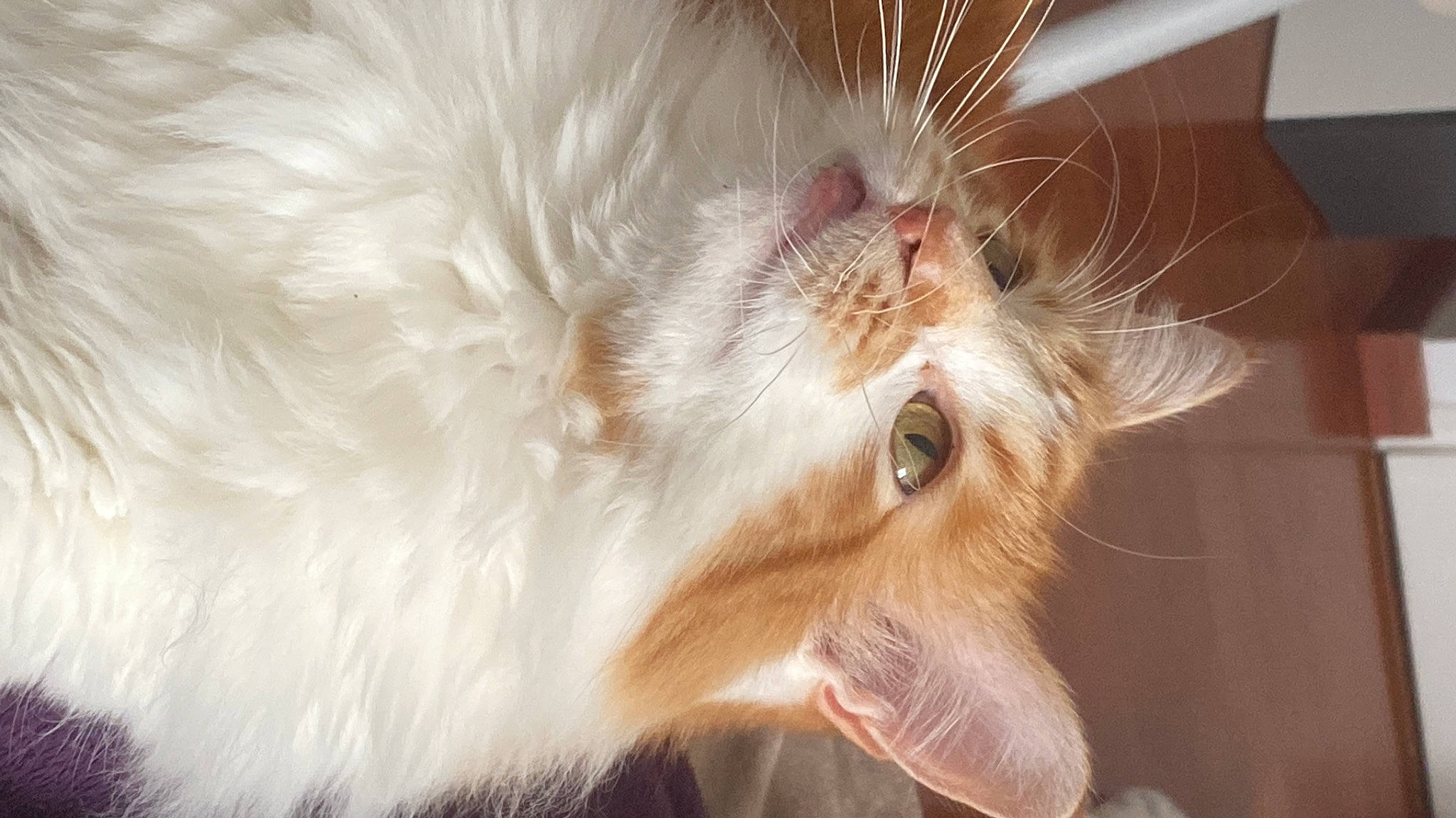 Chou a rejoint le concours — aidez-le/la à gagner de superbes lots ! carnivore, cat, claw, close_up, domestic_short_haired_cat, ear, face, fang, fawn, felidae, fur, gesture, paw, plant, small_to_medium_sized_cats, snout, tail, vegetable, whiskers, window