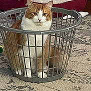 Nacho joined the competition — help win amazing prizes! animal, basket, cage_like_basket, carpet, cat, cozy, curious, cute, domestic_cat, feline, floor, home, indoor, looking, orange_cat, pet_bed, quiet, resting, sitting, white_cat