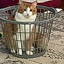 animal, basket, cage_like_basket, carpet, cat, cozy, curious, cute, domestic_cat, feline, floor, home, indoor, looking, orange_cat, pet_bed, quiet, resting, sitting, white_cat