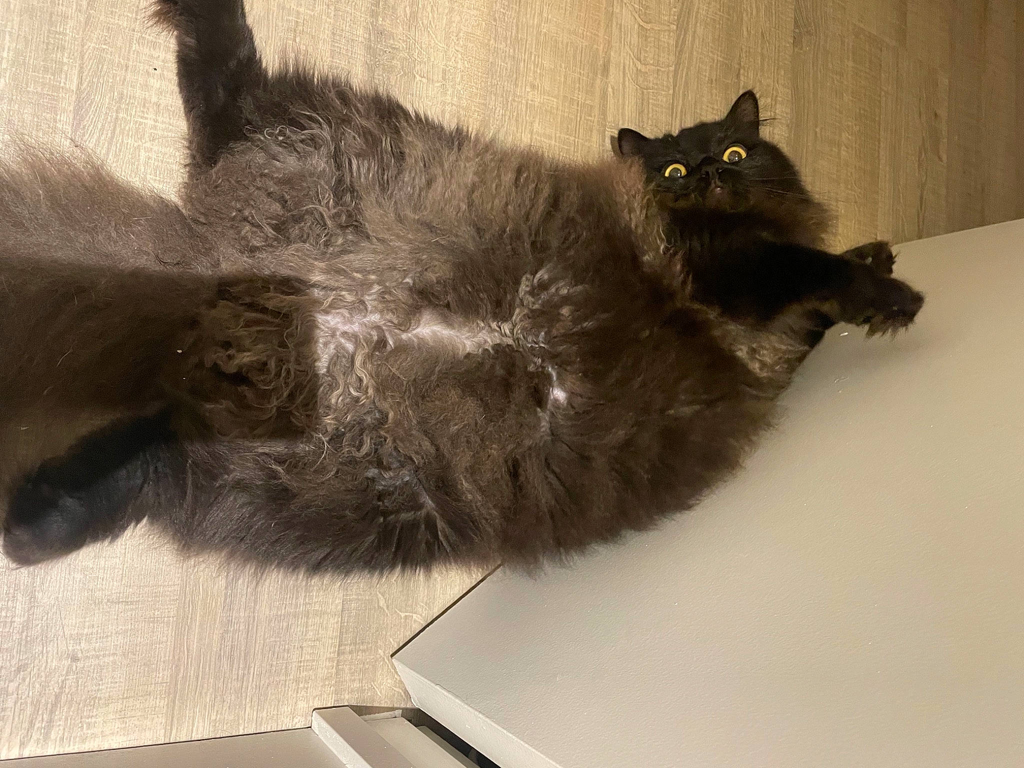 Aslan participe au concours pour gagner de l'argent avec cette photo : black_cat, carnivore, cat, claw, comfort, domestic_short_haired_cat, felidae, flooring, foot, fur, grey, mammal, paw, small_to_medium_sized_cats, snout, tail, terrestrial_animal, vertebrate, whiskers, wood