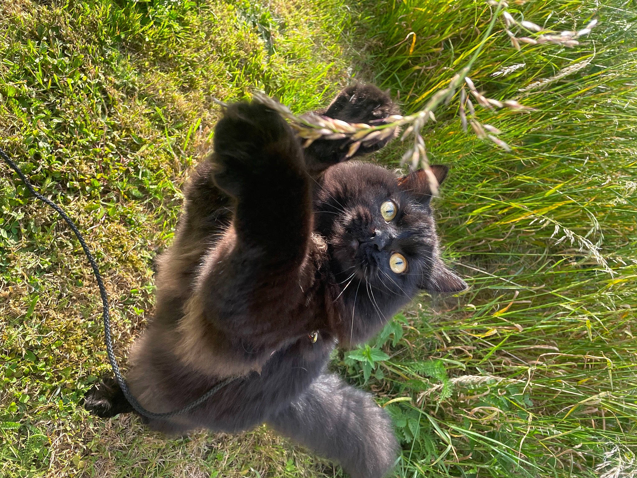 Aslan participe au concours pour gagner de l'argent avec cette photo : canidae, carnivore, cat, dog_breed, domestic_short_haired_cat, felidae, fur, grass, groundcover, paw, plant, small_to_medium_sized_cats, snout, sporting_group, tail, terrestrial_animal, tree, trunk, whiskers, wildlife
