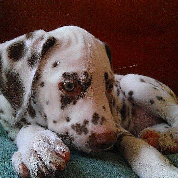 Dotty