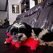 Cute-Ip joined the competition — help win amazing prizes! puppy, dog, black_and_white, plush_toy, couch, leather, indoor, pet, animal, resting, cute, fur, small_dog, toy, living_room, home, cozy, close_up, laying, domestic_animal