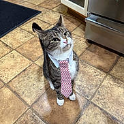 Lucas joined the competition — help win amazing prizes! cat, tabby, tie, collar, kitchen, floor, tile, pet, indoor, animal, curious, sitting, looking_up, domestic_cat, cute, striped, white_paws, household, feline, attentive