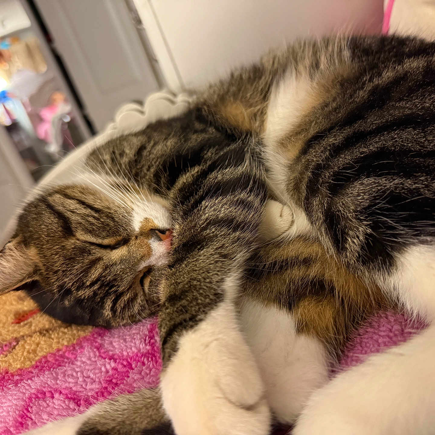 Lucas joined the competition — help win amazing prizes! cat, tabby, sleeping, curling, blanket, pink, teddy_bear, indoor, bedroom, fur, whiskers, paws, relaxing, cozy, pet, animal, closeup, soft, domestic, resting