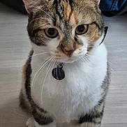 Riley participe au concours pour gagner de l'argent avec cette photo : cat, tabby, pet, indoor, floor, collar, whiskers, ears, eyes, fur, animal, mammal, domestic, curious, sitting, looking, closeup, feline, cute, portrait