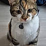cat, tabby, pet, indoor, floor, collar, whiskers, ears, eyes, fur, animal, mammal, domestic, curious, sitting, looking, closeup, feline, cute, portrait