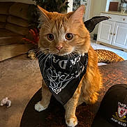 Cheeto joined the competition — help win amazing prizes! cat, orange_cat, bandana, table, living_room, couch, plant, hat, cap, indoor, furniture, whiskers, ears, eyes, carpet, decor, wall_art, curious, pet, animal