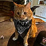 cat, orange_cat, bandana, table, living_room, couch, plant, hat, cap, indoor, furniture, whiskers, ears, eyes, carpet, decor, wall_art, curious, pet, animal