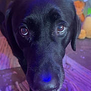 Maxy is registered to the contest to win money with this photo: animal, background, black_dog, close_up, companion, cozy, curious, dog, domestic, ears, eyes, floor, indoor, nose, pet, playful, portrait, purple_light, soft_lighting, stuffed_toys